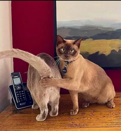 Кот не отпускает другого кота