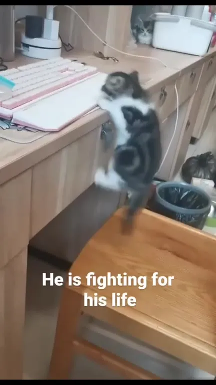 Kitten Fighting for His Life