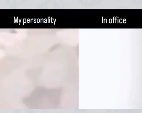 My Personality vs In Office Cat