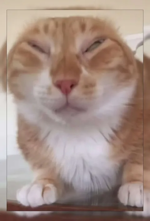 Улыбающийся рыжий кот