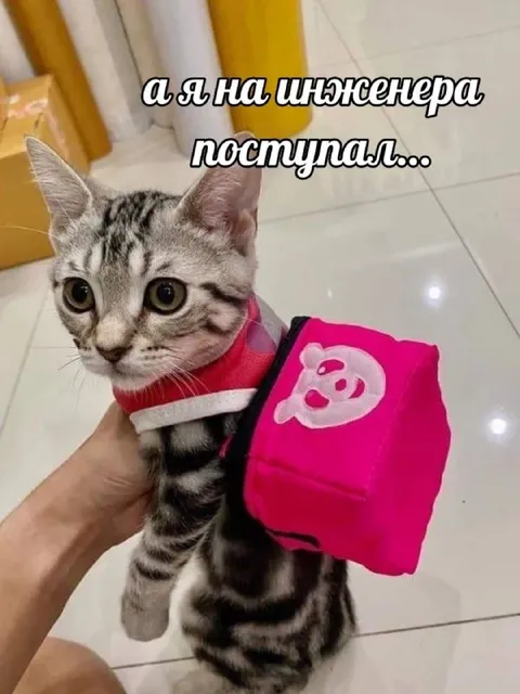 Кот поступил на инженера