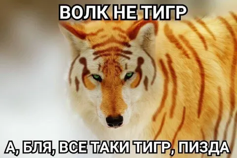 Волк не тигр