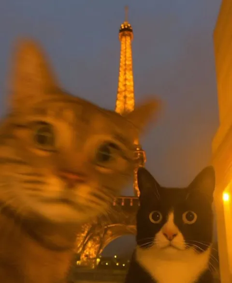 Коты на фоне Эйфелевой башни