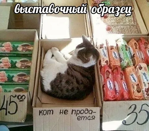 Кот не продается