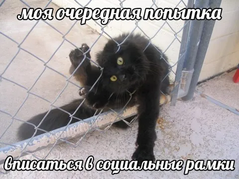 Кот пытается вписаться в рамки
