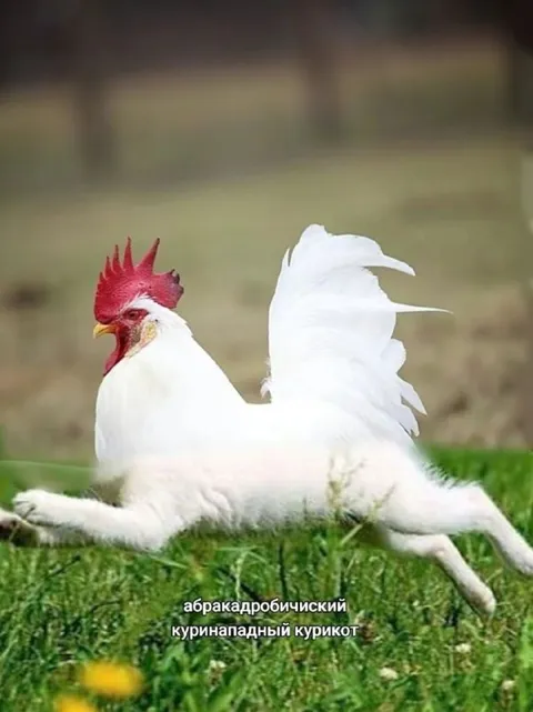 Абракадробический курикот