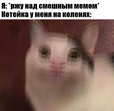 Котейка на коленях плачет