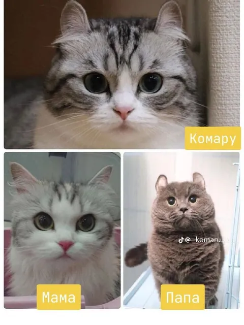 Котёнок, мама и папа