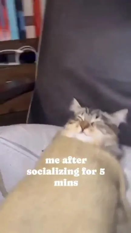 Cat After Socializing
