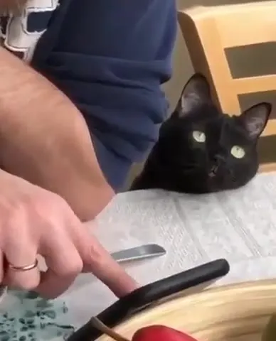 Кот задумался о времени