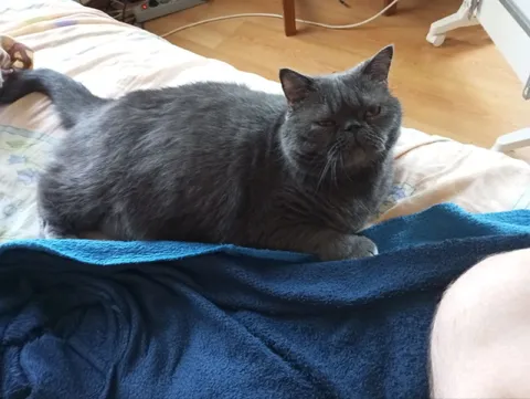 Кота всё достало