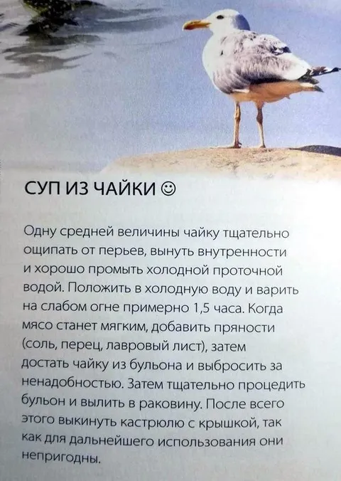 Суп из чайки
