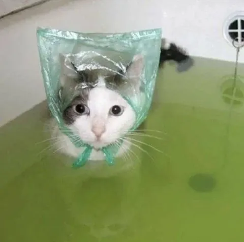 Кот в пакете в воде