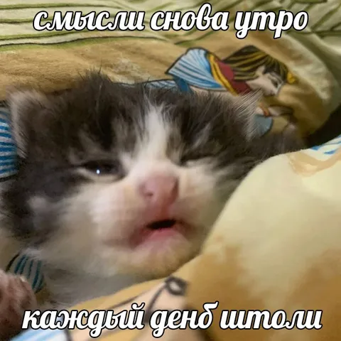 Котёнок снова плачет утром