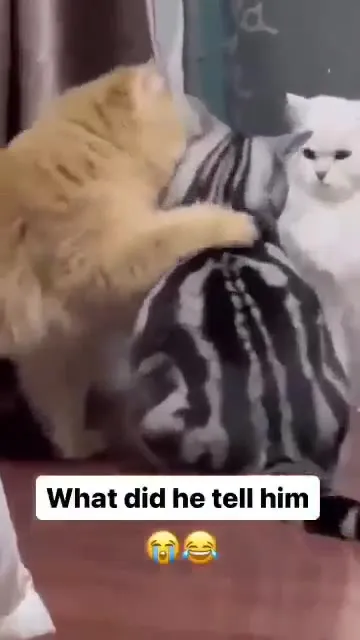 What Did He Tell Him?