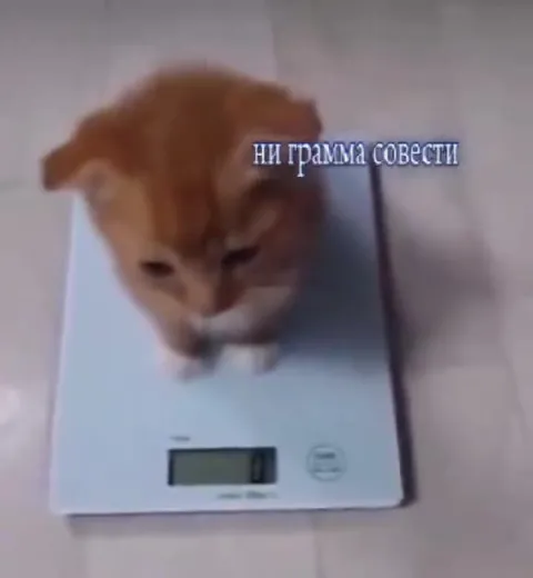 Котёнок без грамма совести