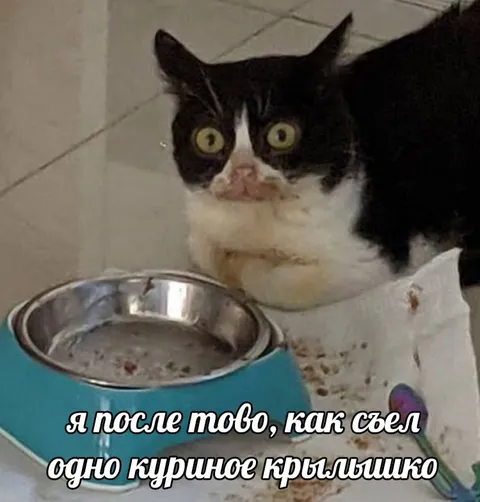 Кот после куриного крылышка