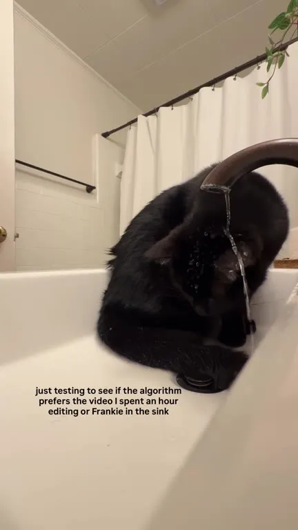 Cat Testing the Sink Video