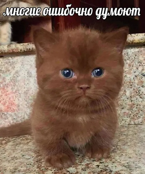 Многие ошибочно думают
