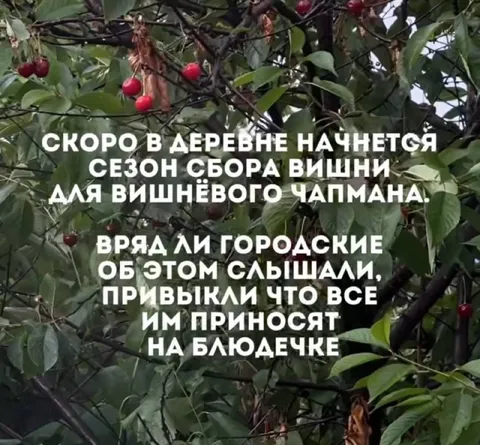 Сезон сбора вишни