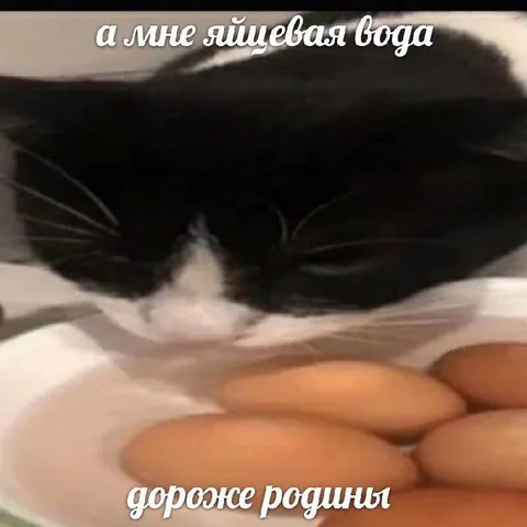 Коту яичная вода и дорогие родины