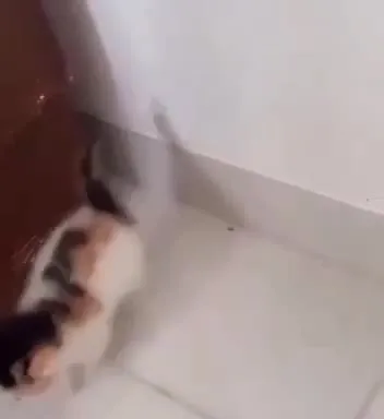 Котёнок гоняется за чёрным котом