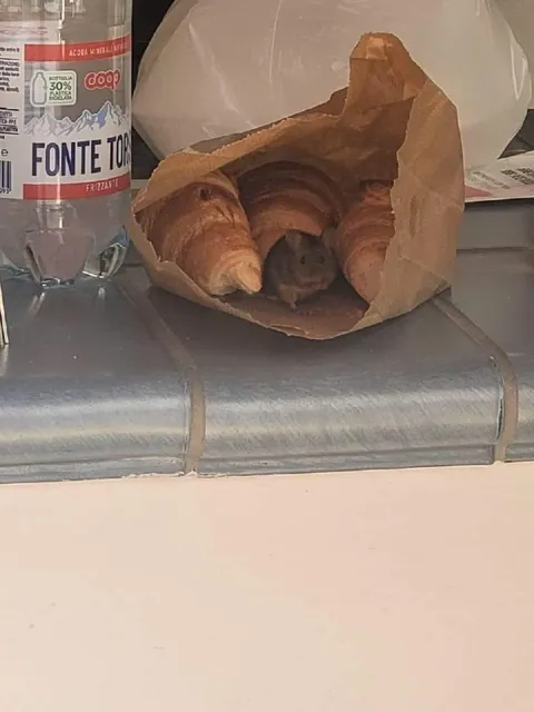 Topo tra i cornetti