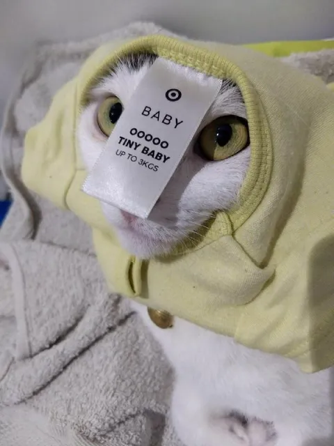 Tiny Baby Cat