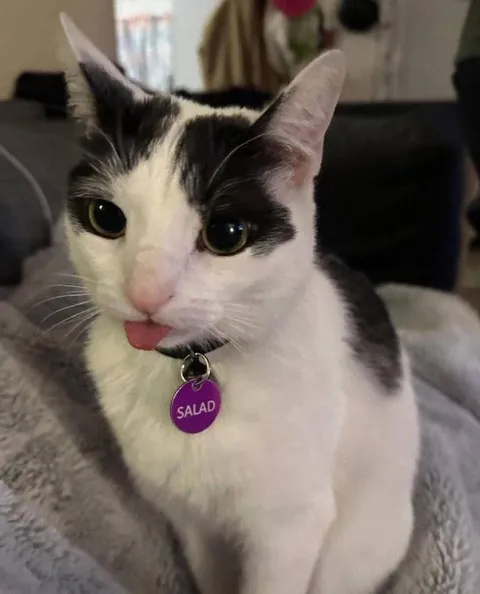 Cat Named Salad