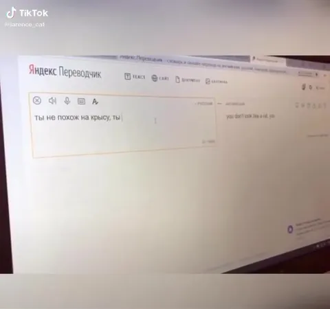 Кот печатает комплимент крысе
