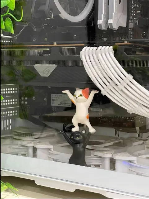 Кот держит видеокарту