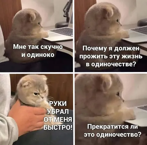 Одинокий кот за ноутбуком