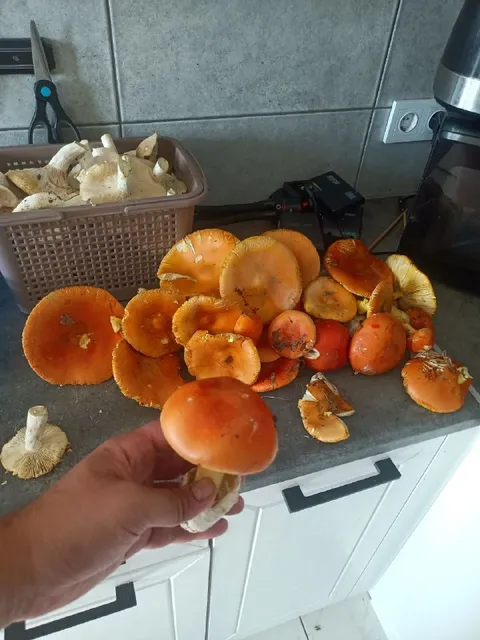 Грибы вопреки жаре и суши