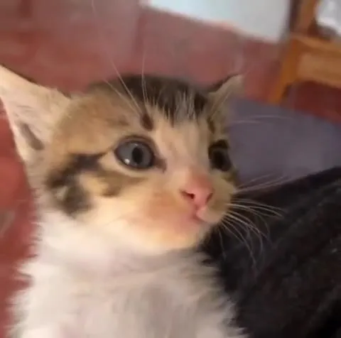 Котёнок внезапно закричал