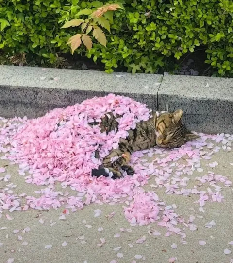 Кот в лепестках