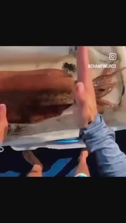 When the Squid Is Too Much