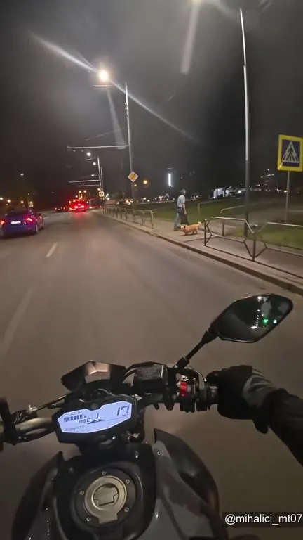 Собака перебегает дорогу