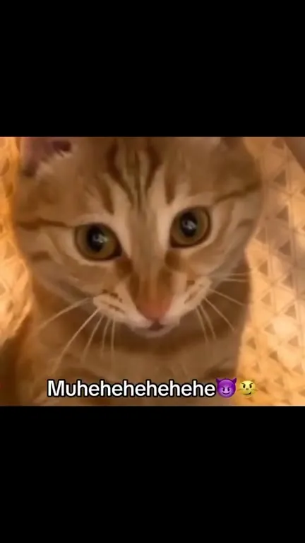 Evil Laughing Cat