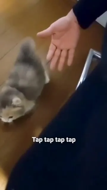 Tap Tap Tap Kitten