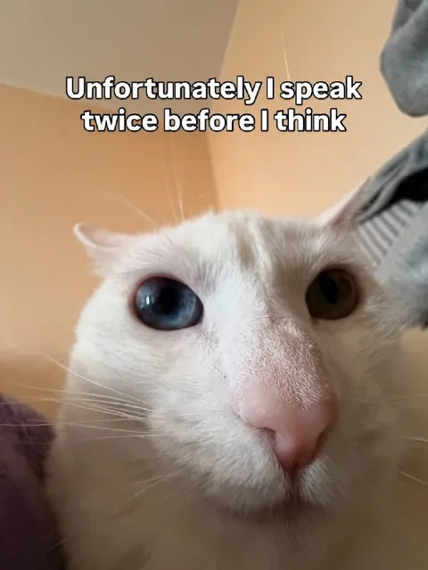 Cat Speaks Before Thinking