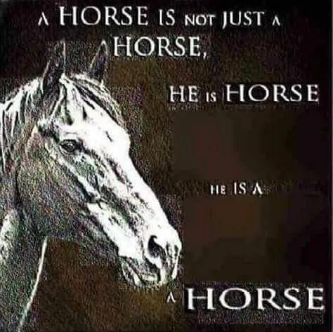 A Horse Is Not Just a Horse