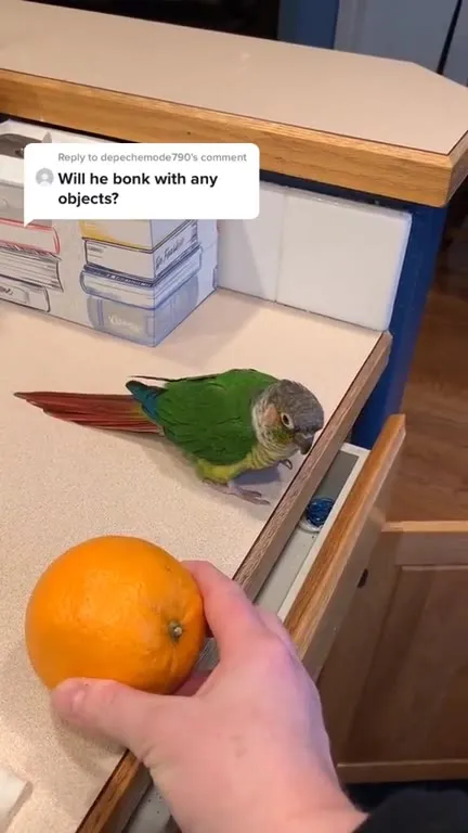 Parrot Will Bonk Anything