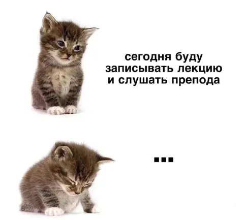 Котёнок слушает лекцию