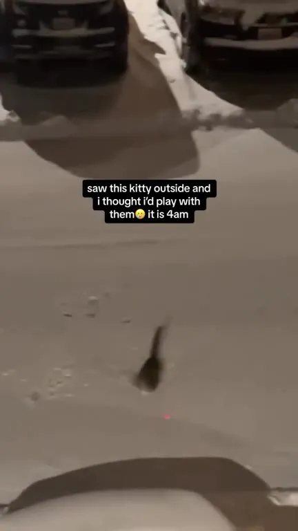 Kitty Turns Into a Mouse Chase