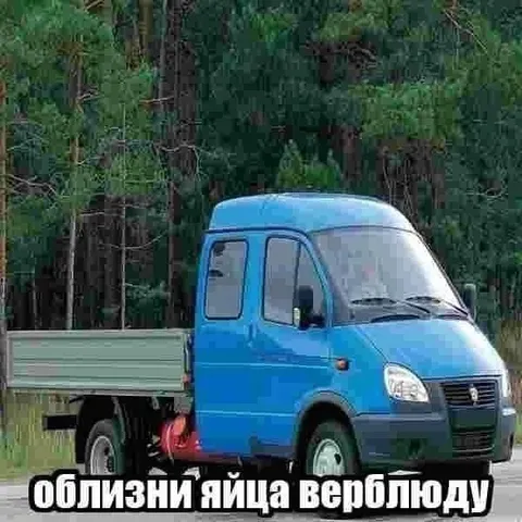 Облизняйца верблюду