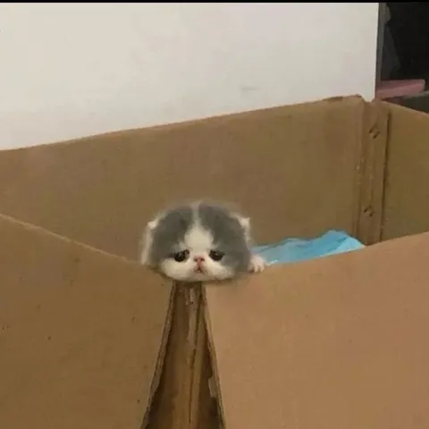 Котик хочет свободы