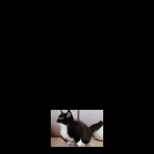 Кот крутится на чёрном фоне