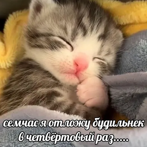 Котёнок откладывает будильник