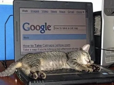 Cat Nap Tutorial