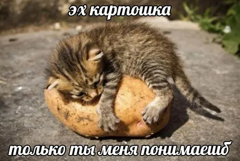 Кот на картошке понимает